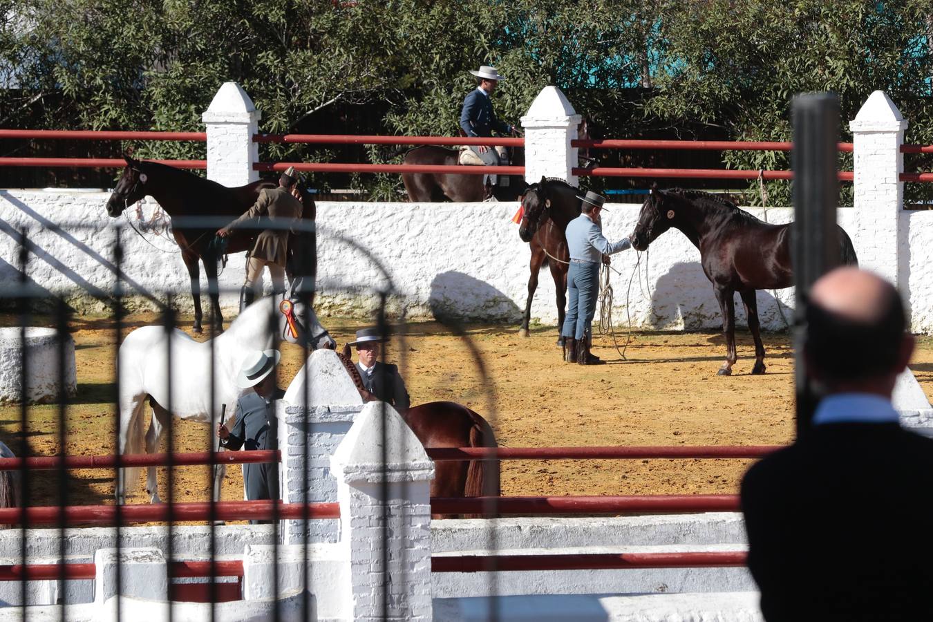 Presentación de la raza hispano-árabe en la Real Venta de Antequera