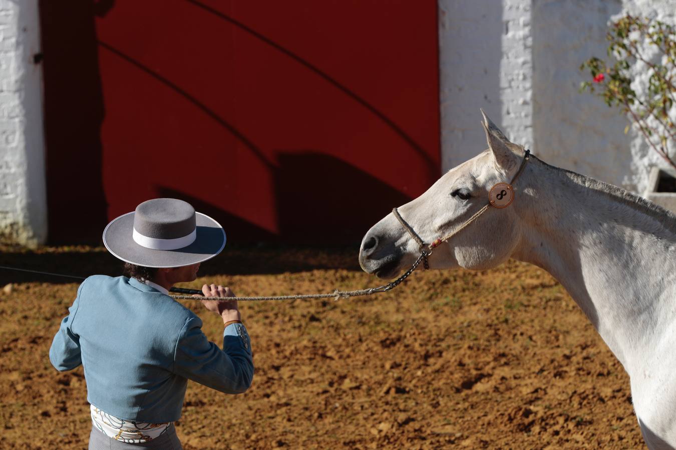 Caballos hispano-árabes en la Venta de Antequera