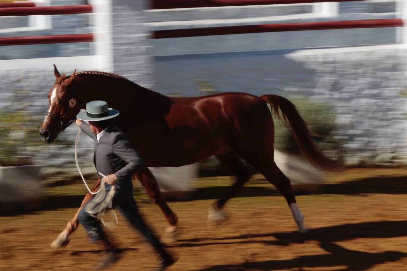 Caballos hispano-árabes en la Venta de Antequera