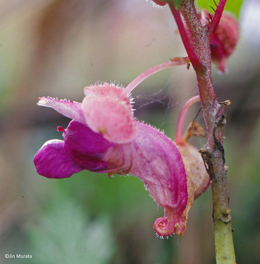 Encuentran 163 nueves especies en la región del Mekong. Impatiens kingdon wardii