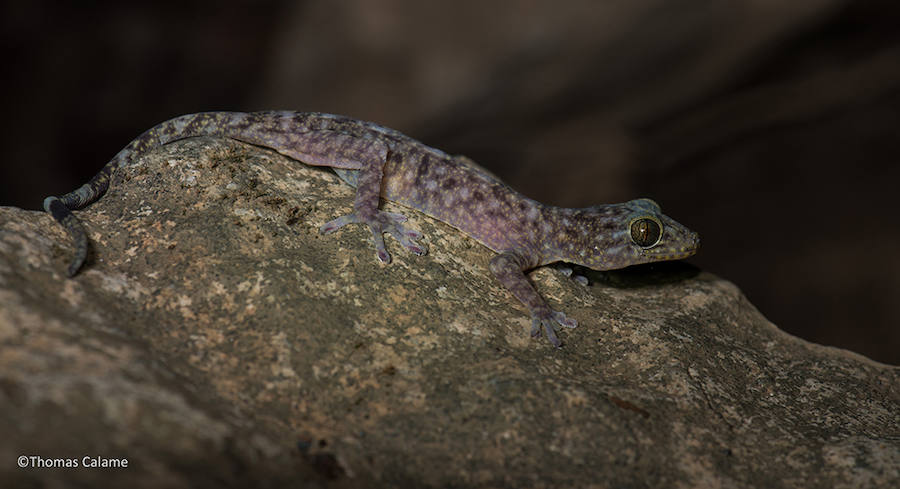 Encuentran 163 nueves especies en la región del Mekong. Gekko bonkowskii