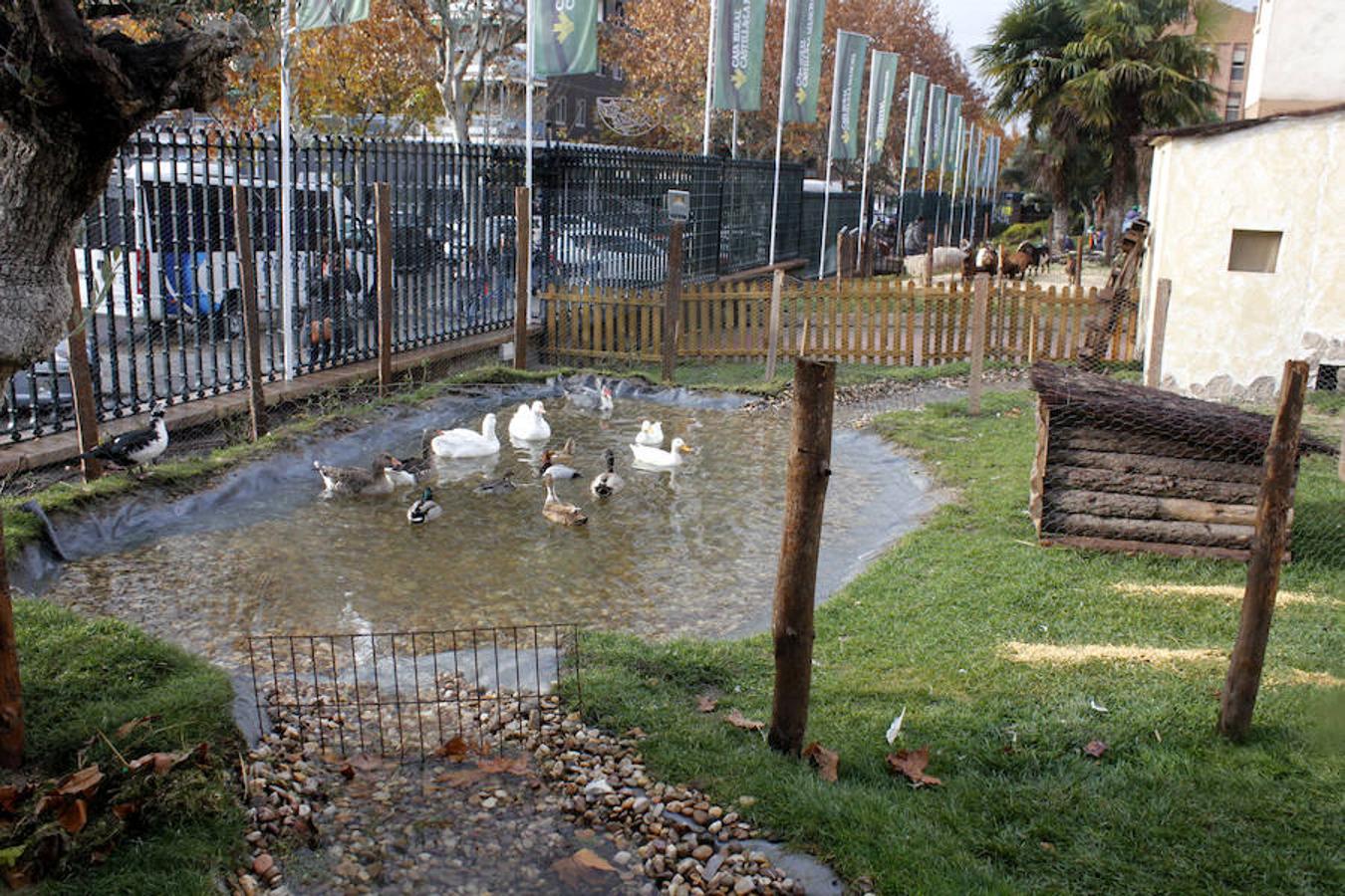 Caja Rural abre su belén con más de 70 animales