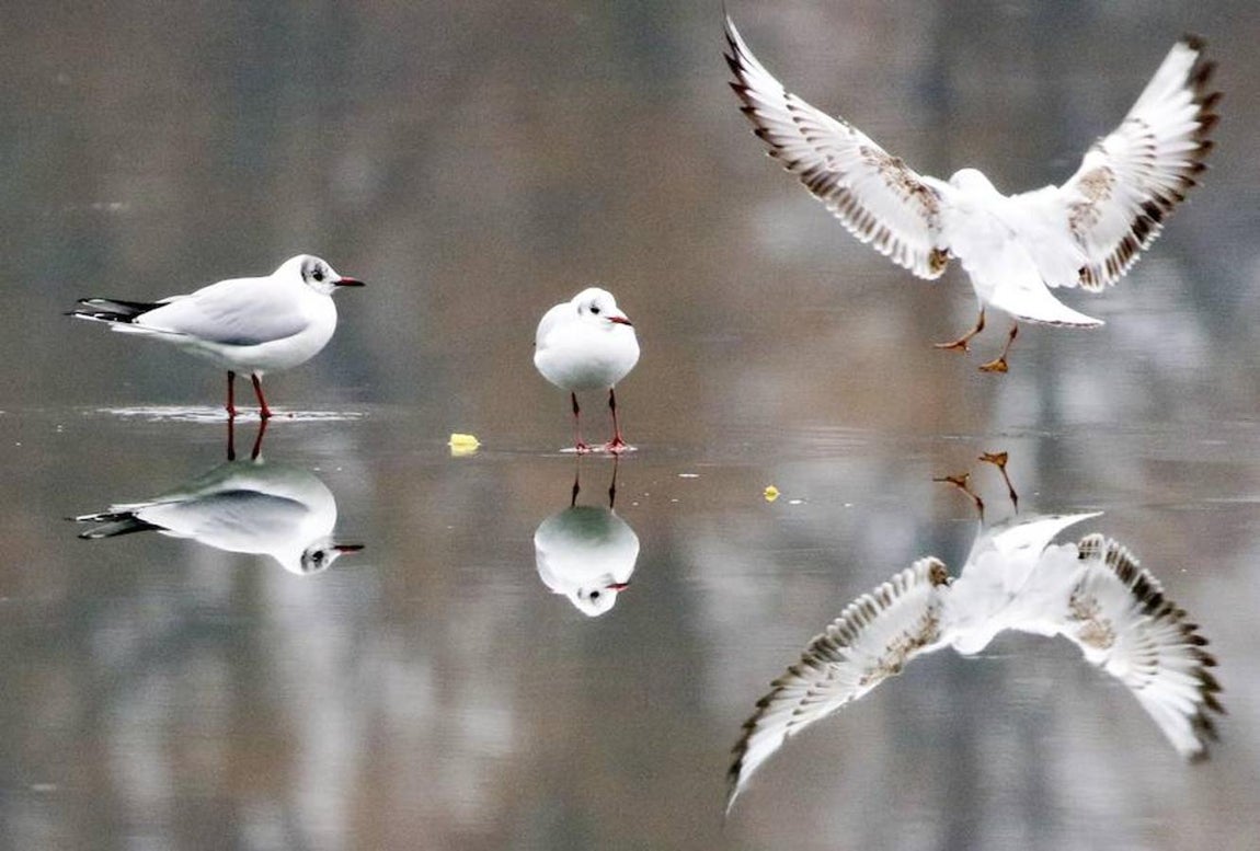 Gaviotas se posan en la fina capa de hielo que recubre el lago Maschsee en Hanover (Alemania). 