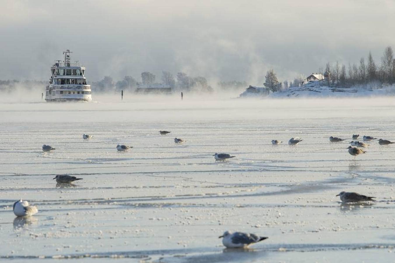 Gaviotas posadas sobre el hielo mientras el ferri Suomenlinna se aproxima al Puerto Sur en Helsinki (Finlandia)