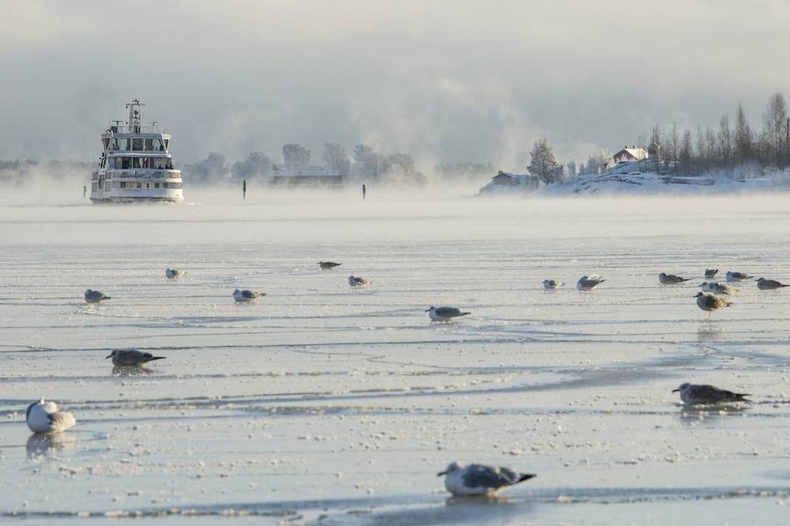 Gaviotas posadas sobre el hielo mientras el ferri Suomenlinna se aproxima al Puerto Sur en Helsinki (Finlandia). 