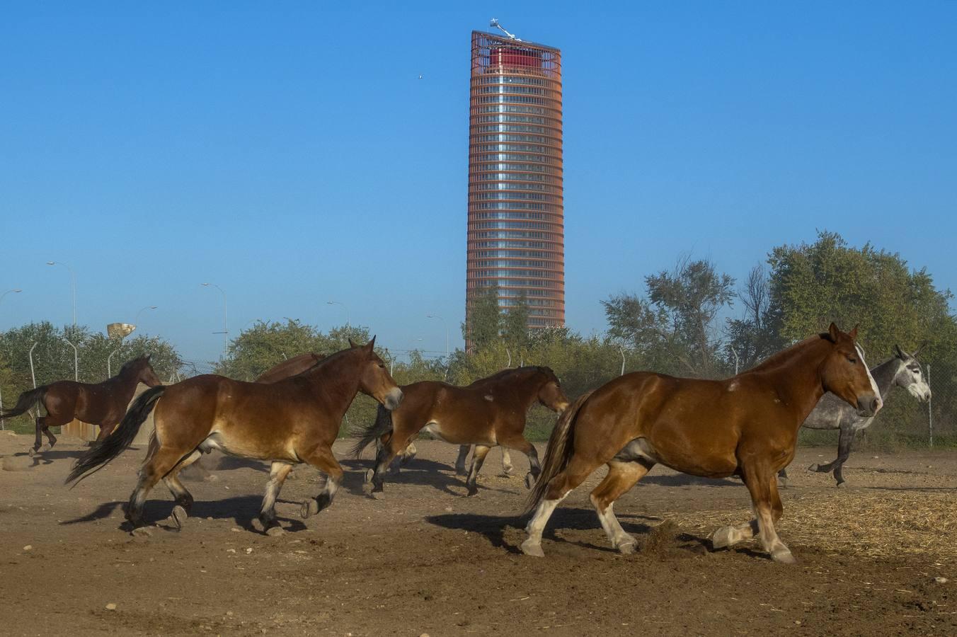 Caballos toreros en la Vega de Triana