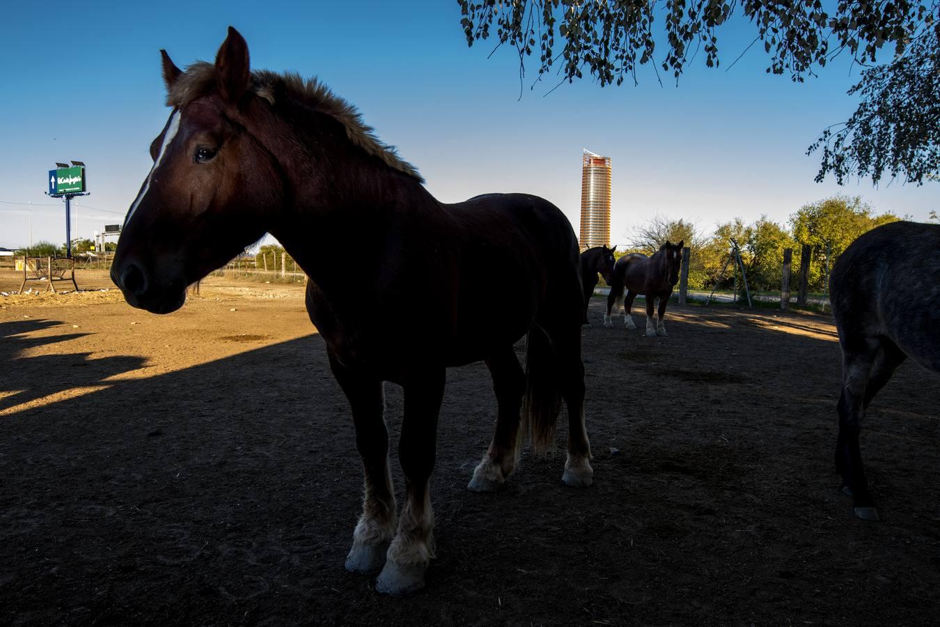 Caballos toreros en la Vega de Triana