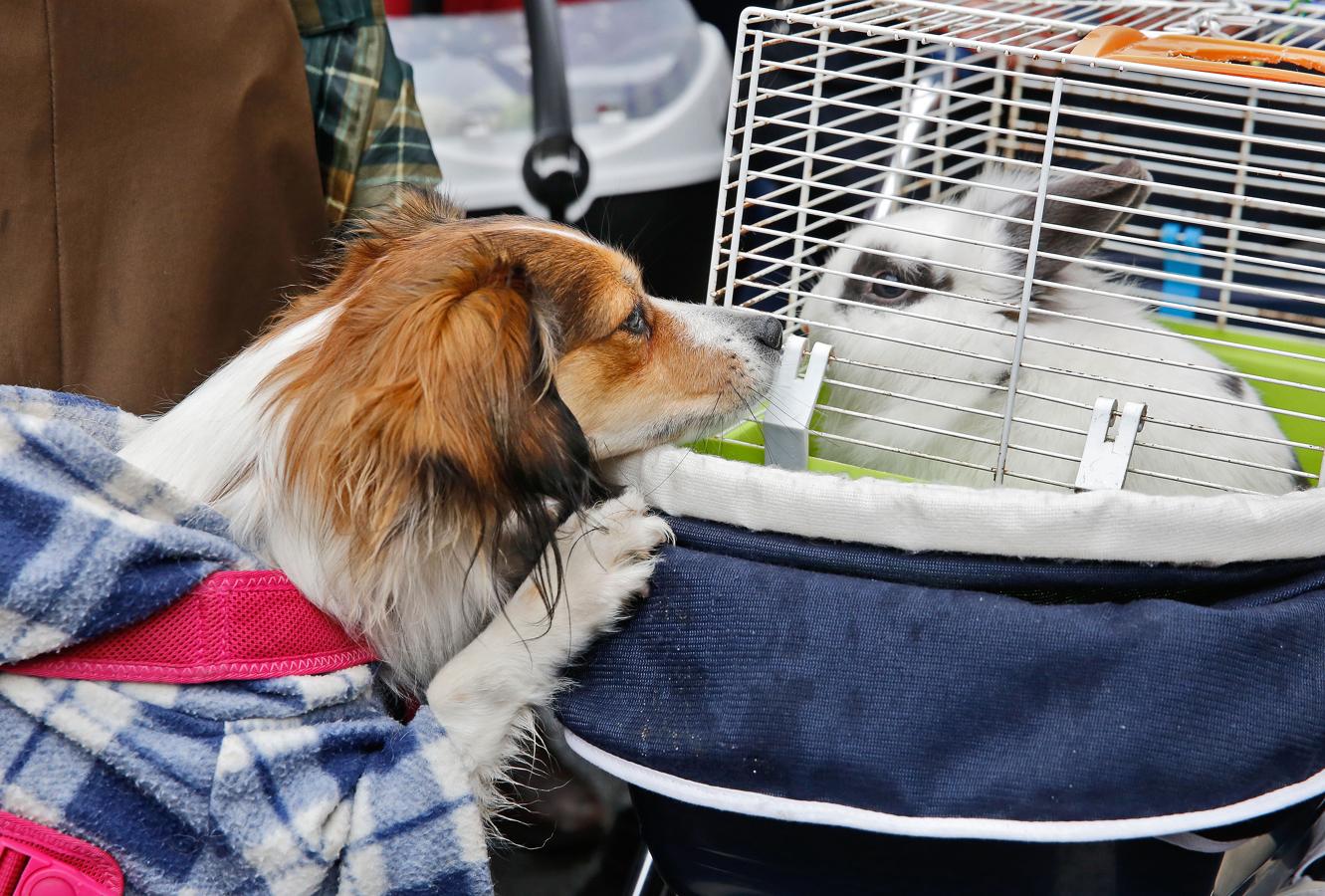 Bendición de animales por San Antón en Valencia. 