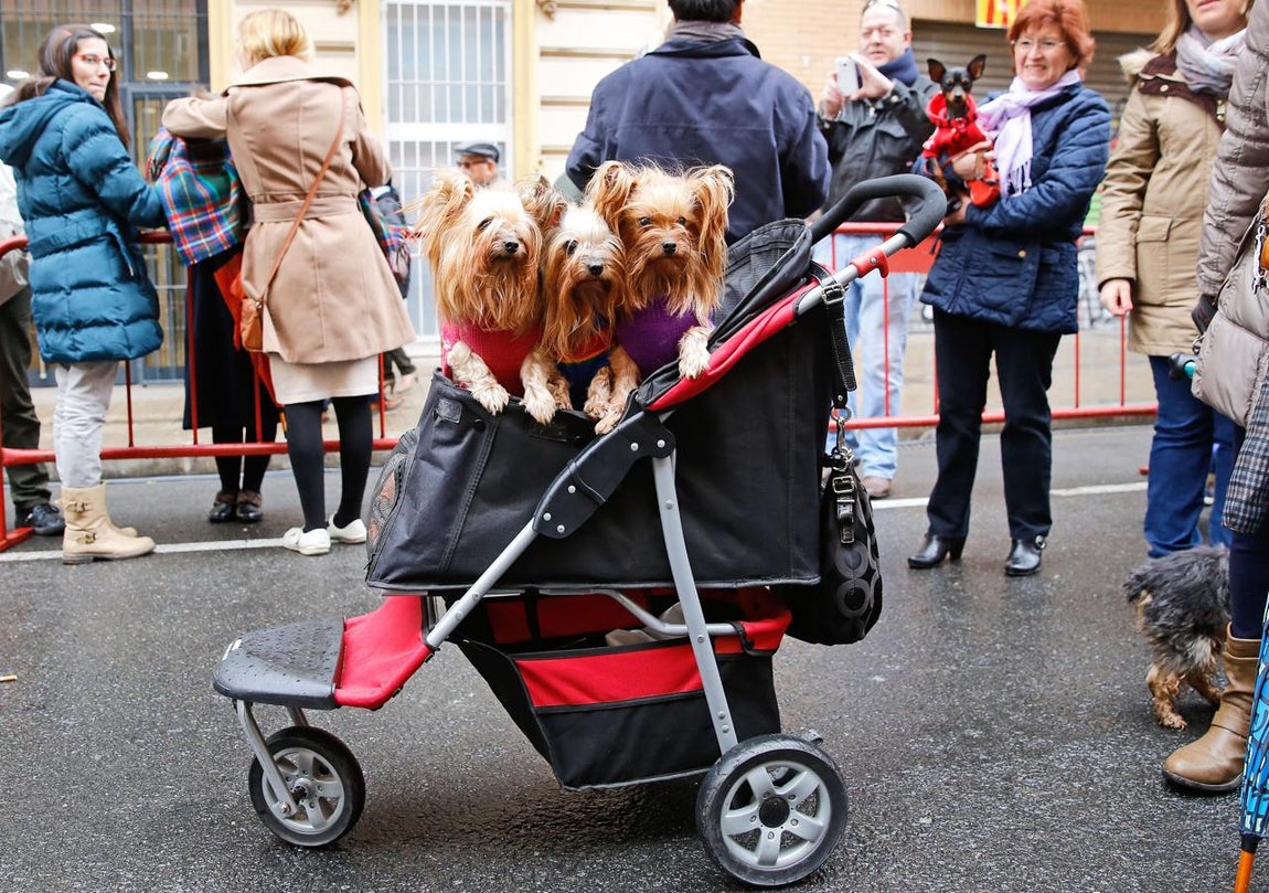 Bendición de animales por San Antón en Valencia. 