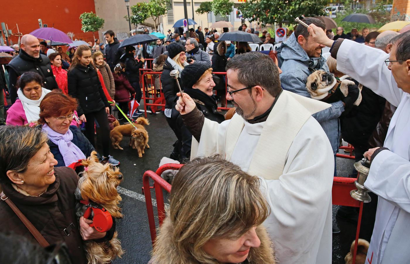 Bendición de animales por San Antón en Valencia. 