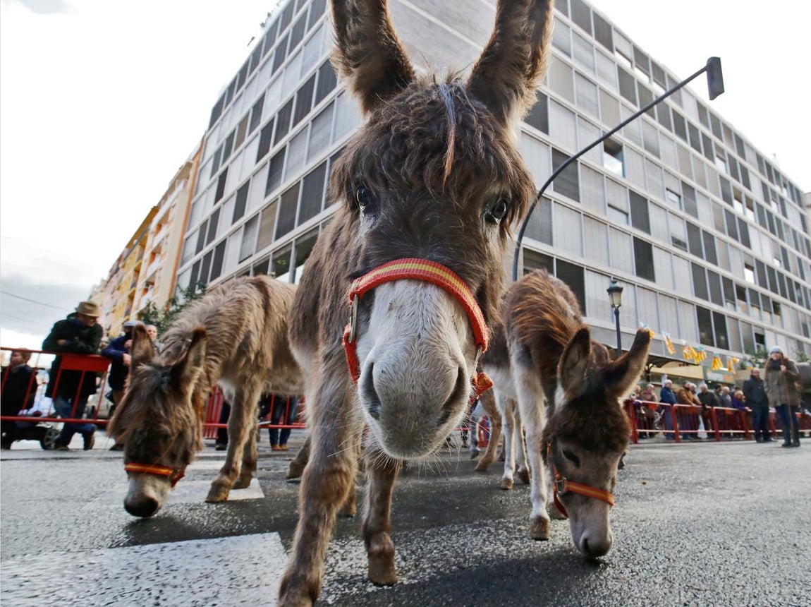 Bendición de animales por San Antón en Valencia. 