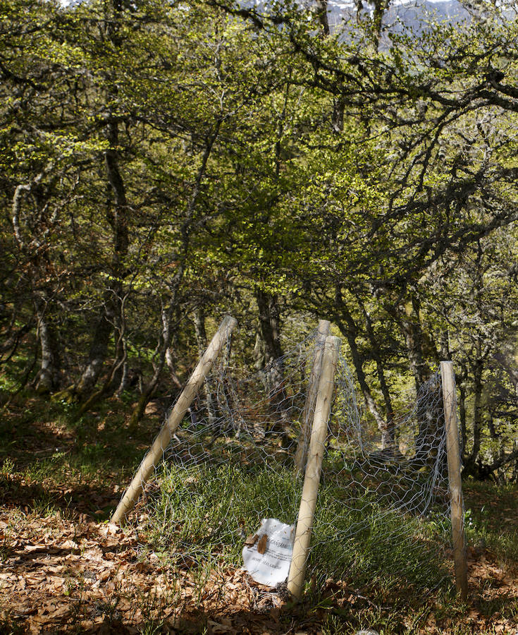 Mejora de la calidad del hábitat. En materia de gestión forestal, se han llevado a cabo tratamientos selvícolas selectivos en más de 500 hectáreas para favorecer el desarrollo de especies clave para el urogallo, como el arándano.