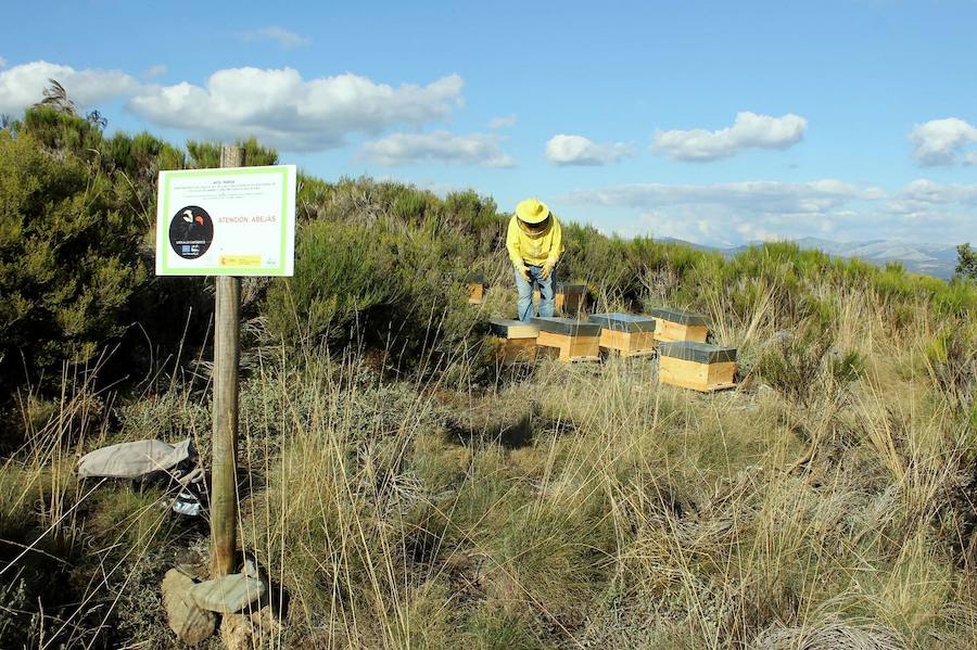 Reducción de amenazas. Los vallados ganaderos pueden causar la muerte del urogallo por colisión en días de reducida visibilidad. Para evitar esta amenaza, se han retirado o señalizado 60 km de vallados peligrosos. También se ha llevado a cabo un seguimiento de la población de ciervo y se ha controlado su población en Cantabria, Parque Nacional de los Picos de Europa, Castilla y León y Asturias.