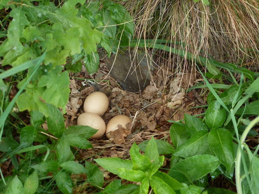 Liberación de ejemplares. La primera experiencia de liberación de ejemplares tuvo lugar en la ZEPA Picos de Europa en Castilla y León. Tres hembras procedentes del centro de cría se reintrodujeron al medio silvestre y lograron alimentarse de manera autónoma durante un periodo mínimo de dos meses en libertad.