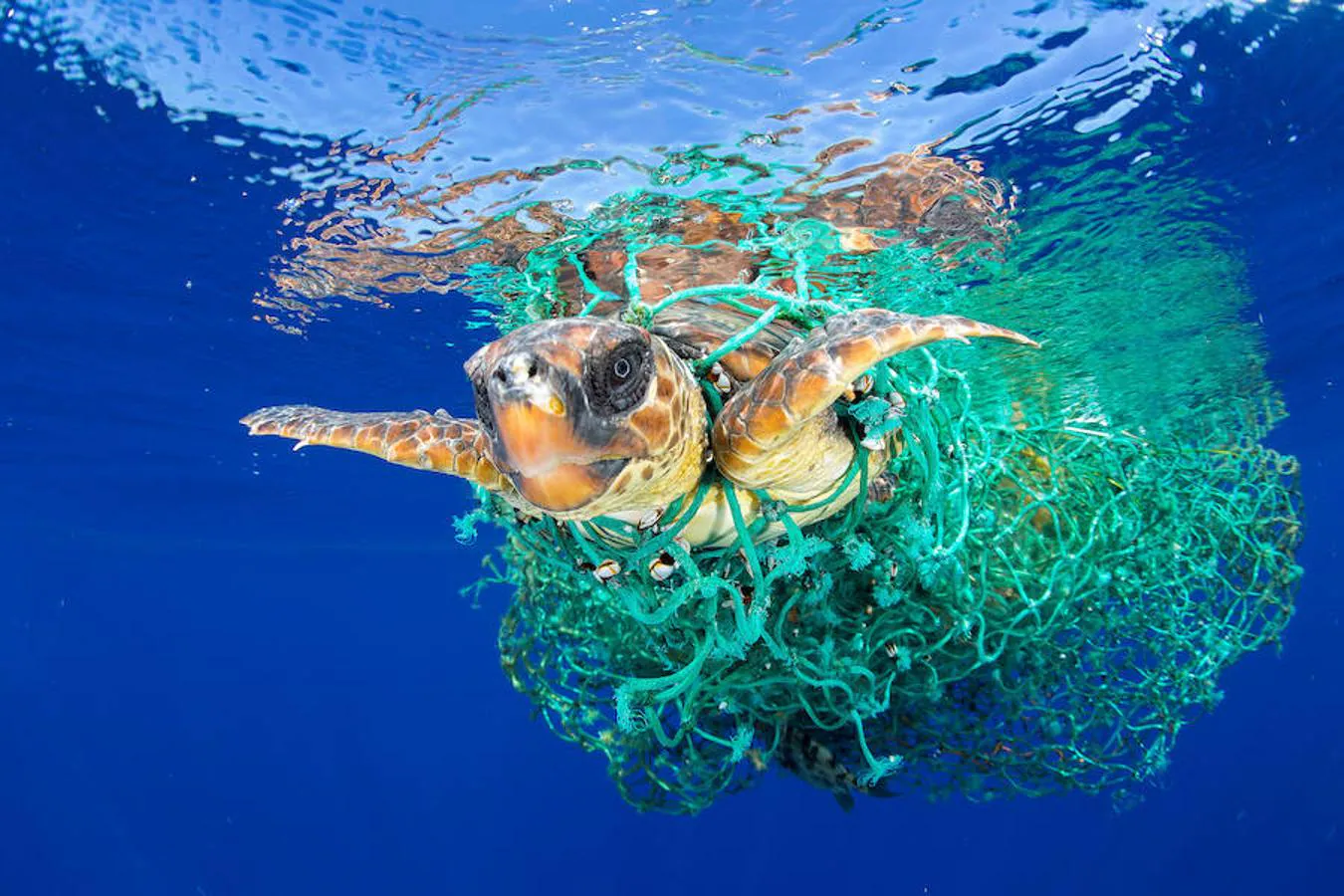 Una tortuga intenta nadar atascada en una red en la costa de Tenerife. 