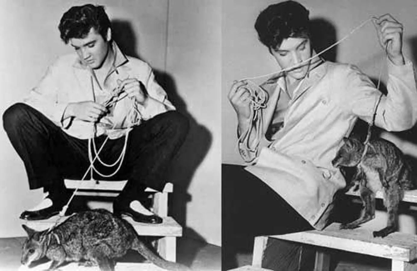El icónico cantante estadounidense, Elvis Presley, tuvo como mascota un canguro