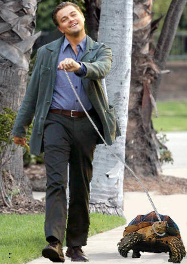 El actor Leonardo DiCaprio aprovechó su paso por una conferencia de reptiles para hacerse con un ejemplar de tortuga sulcata de 10 años que le costó 305 euros. 