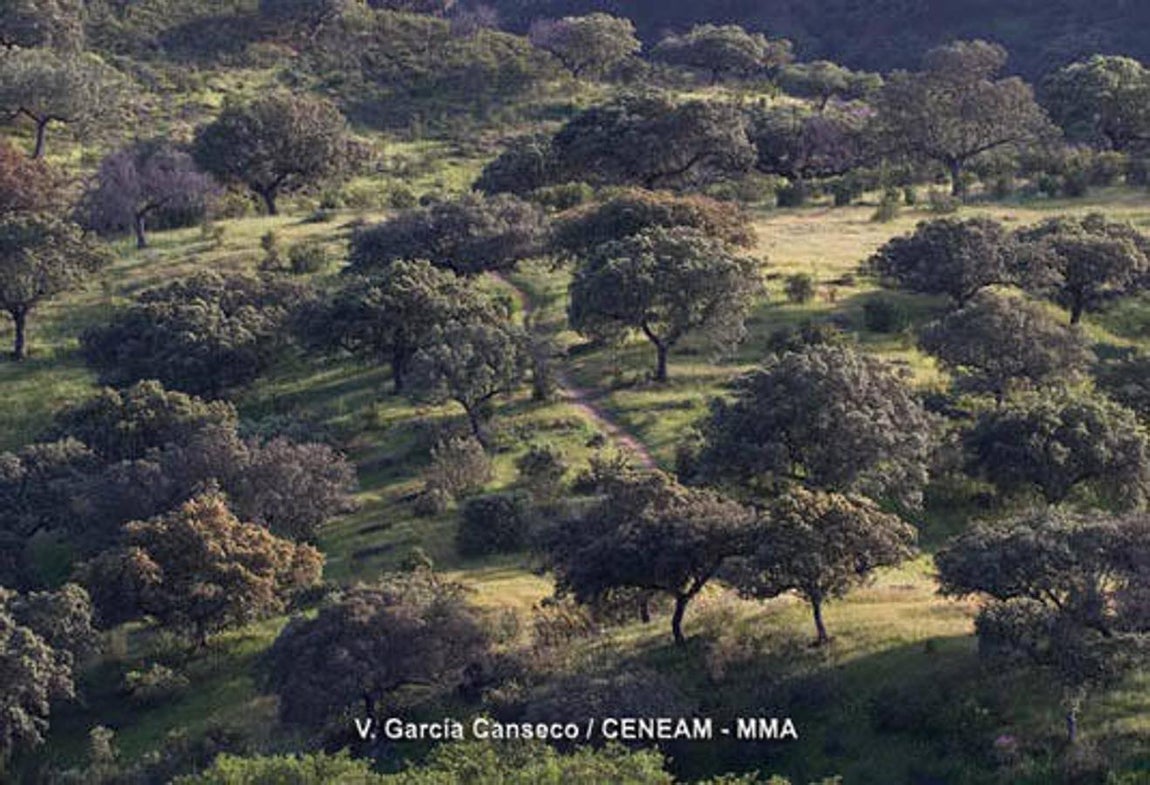 Décimo aniversario de la declaración de Monfragüe como Parque Nacional. Todos los años miles de turistas llegan a la zona para disfrutar del vuelo de las cigüeñas negras, alimoches, buitres o la rarísima águila imperial.
