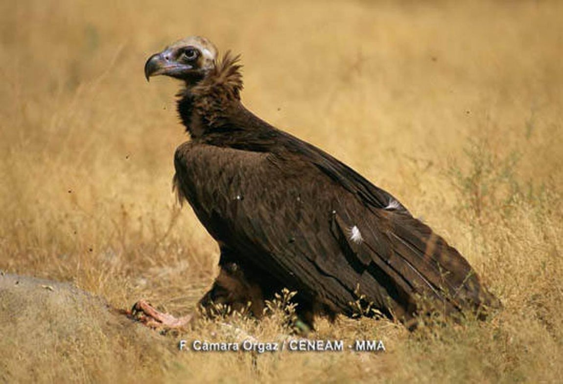 Décimo aniversario de la declaración de Monfragüe como Parque Nacional. Monfragüe está rodeado de una gran superficie adehesada, que además de servir de «despensa» a la fauna también ha sido durante años la despensa para la población de los catorce municipios integrados en la zona de influencia socioeconómica.