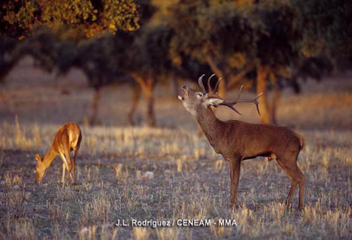 Décimo aniversario de la declaración de Monfragüe como Parque Nacional. Los cursos de los ríos Tajo y Tiétar forman el eje articulador del parque, encajado en una estrecha garganta, entre dos alineaciones de sierras de cuarcitas y pizarras.