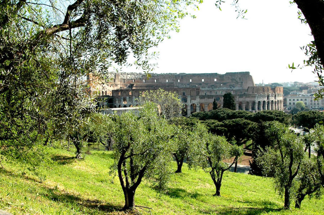 Vista del Coliseo desde el Palatino. Imagen cortesía SS-COL. Foto Bruno Angeli