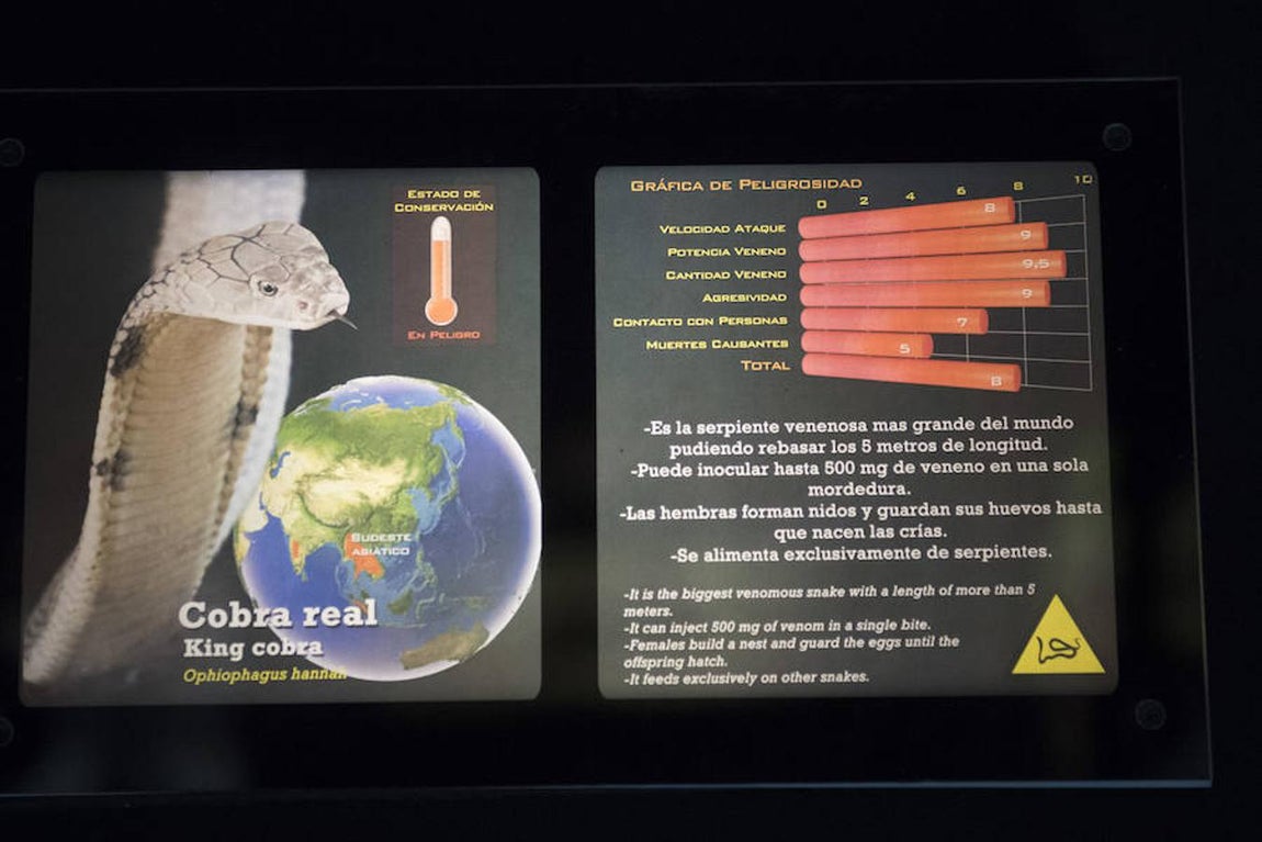 La king cobra puede inocular hasta 500 mg de veneno en una sola mordedura. 