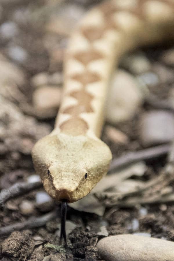 La víbora cornuda tiene fama de ser la serpiente más peligrosa de Europa