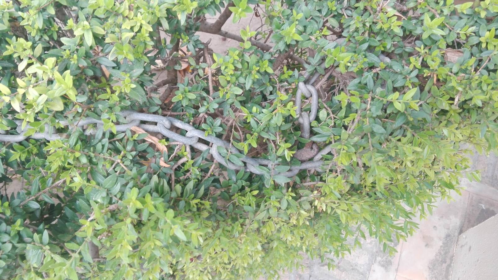 Y otras permanecen sobre los setos que rodean la glorieta central