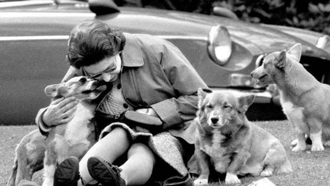 Los corgis han sido los perros predilectos de la Reina desde su infancia. El primero llegó a su familia en 1933. Se llamaba Dokie y lo trajo el futuro Jorge VI, entonces Duque de York, cuando Isabel tenía 7 años. Cuando la Reina cumplió 18, le regalaron a Susan, perra ya legendaria, pues es el origen del frondoso árbol genealógico de corgis de Isabel II, que ha criado a 14 generaciones de descendientes suyos, en total 30 canes. 