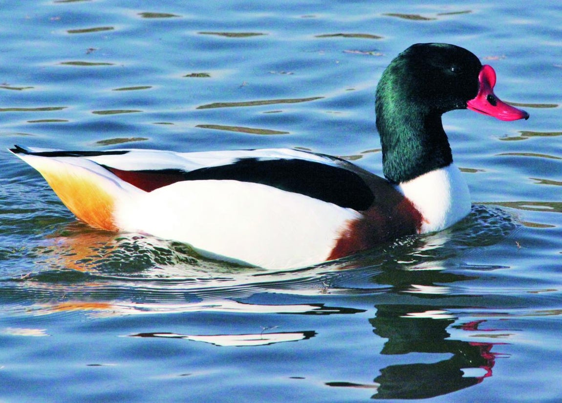 Tarro Blanco, en las Tablas de Daimiel. 