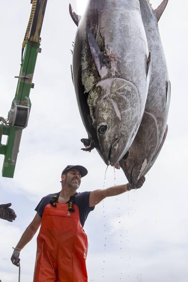 Primera &#039;levantá&#039; del atún en Barbate