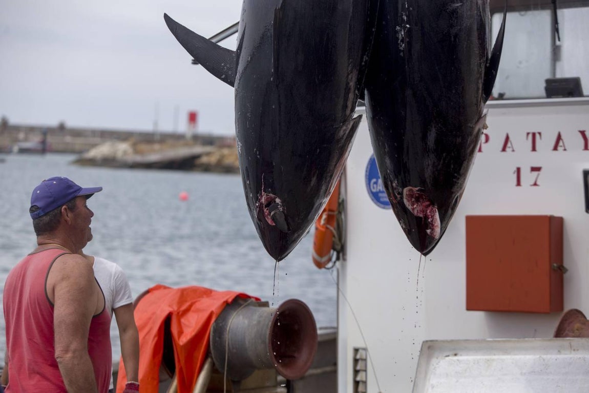 Primera &#039;levantá&#039; del atún en Barbate