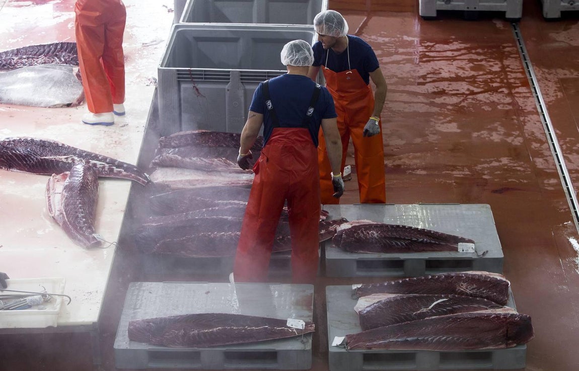 Primera &#039;levantá&#039; del atún en Barbate
