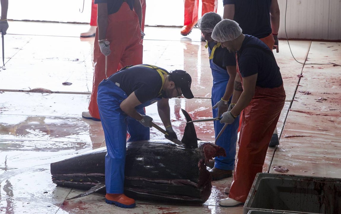 Primera &#039;levantá&#039; del atún en Barbate
