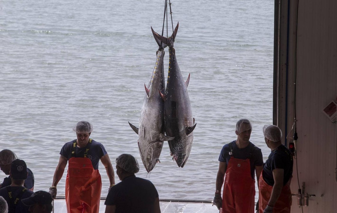 Primera &#039;levantá&#039; del atún en Barbate