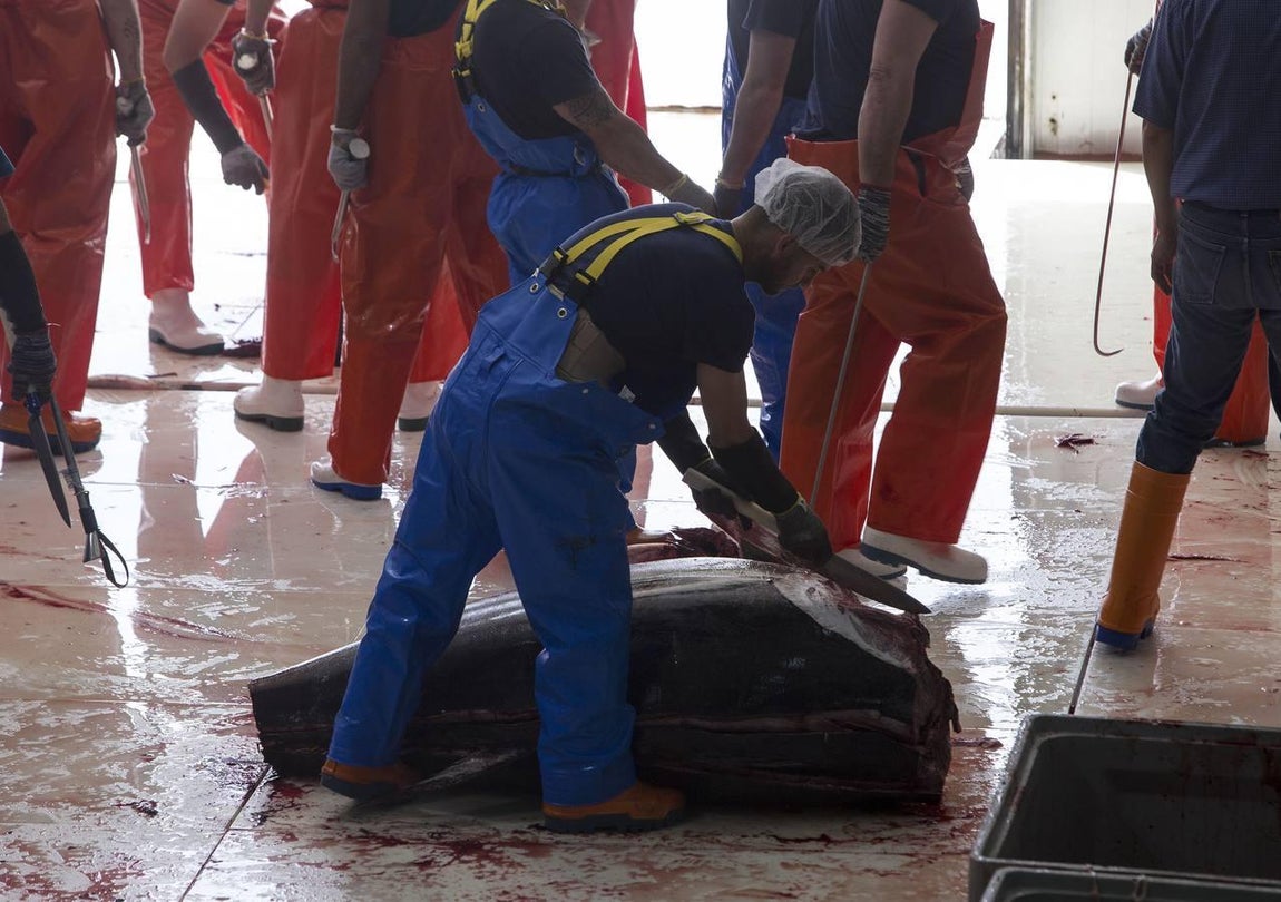 Primera &#039;levantá&#039; del atún en Barbate