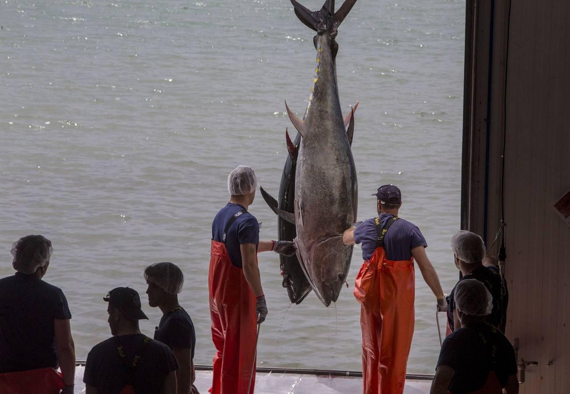 Primera &#039;levantá&#039; del atún en Barbate