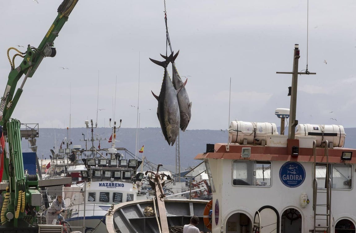 Primera &#039;levantá&#039; del atún en Barbate