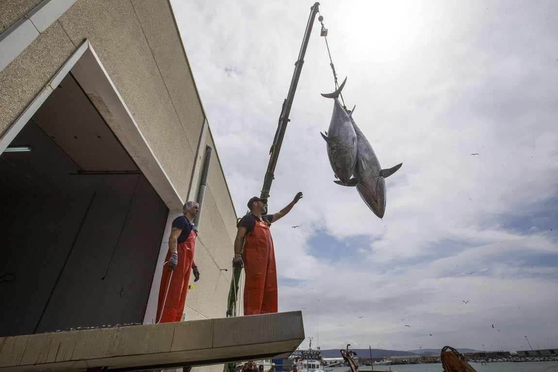 Primera &#039;levantá&#039; del atún en Barbate