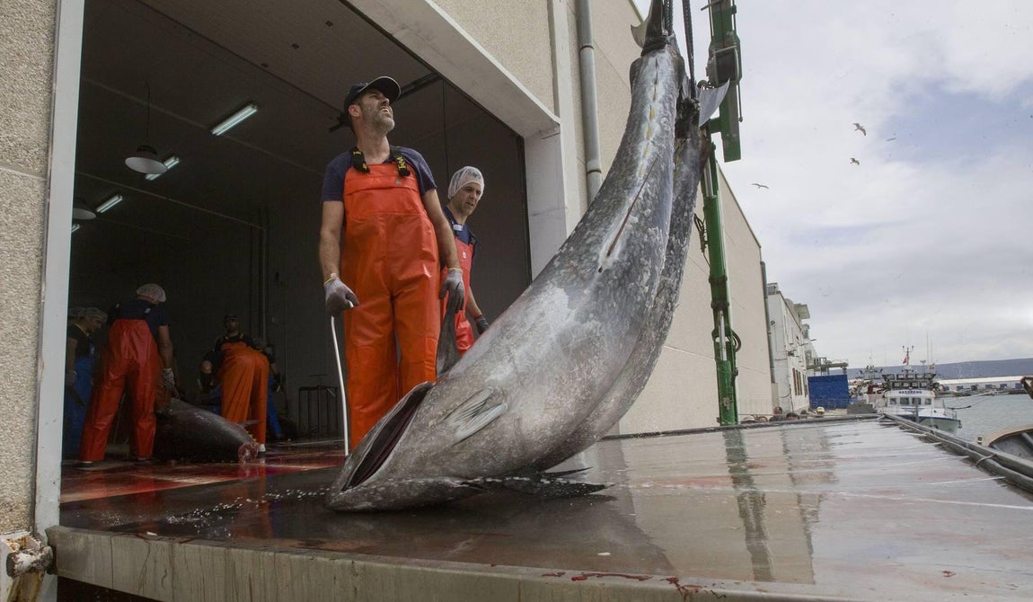 Primera &#039;levantá&#039; del atún en Barbate