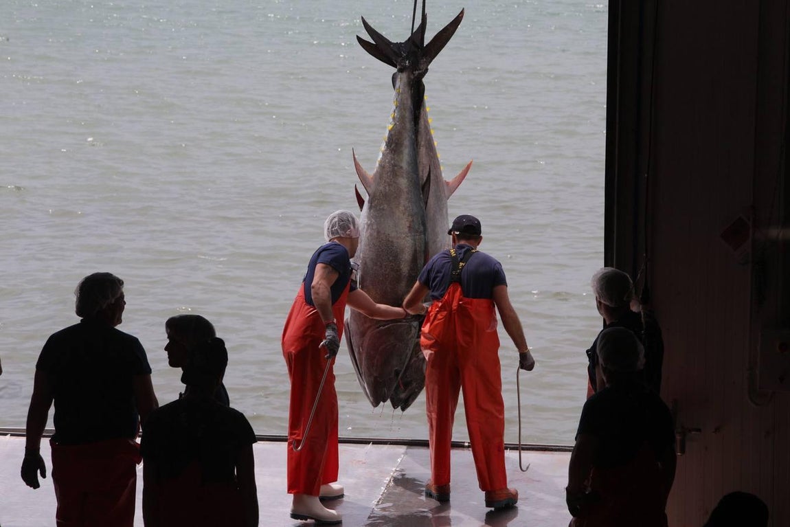 Primera &#039;levantá&#039; del atún en Barbate