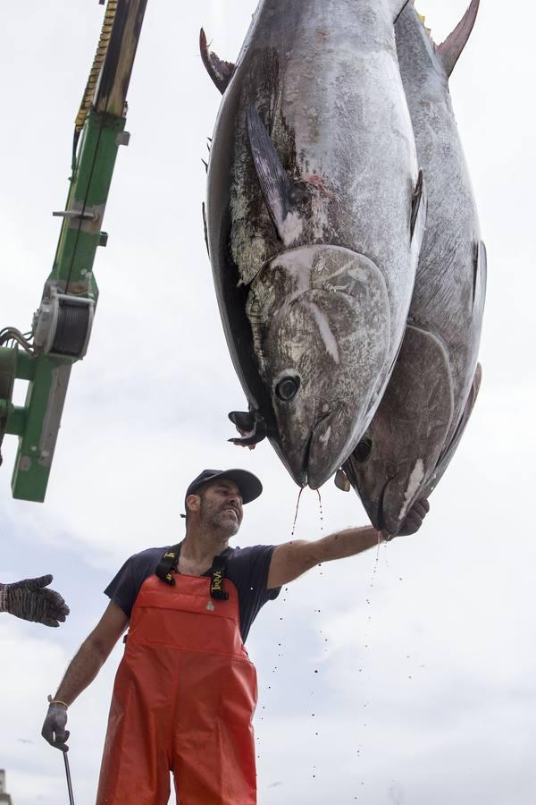 Primera &#039;levantá&#039; del atún en Barbate