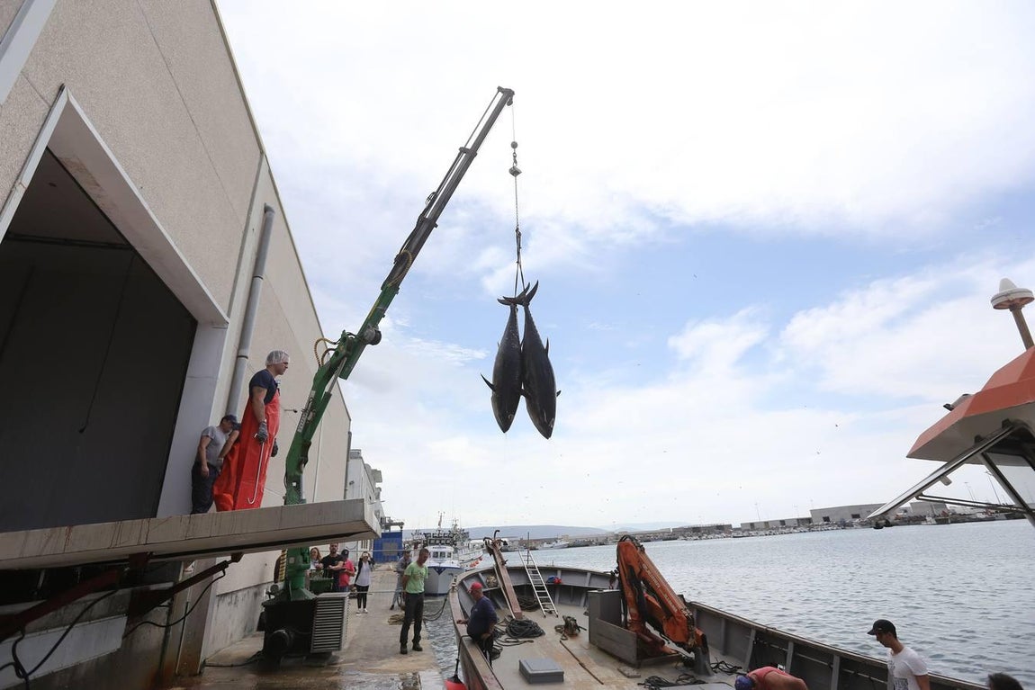 Primera &#039;levantá&#039; del atún en Barbate