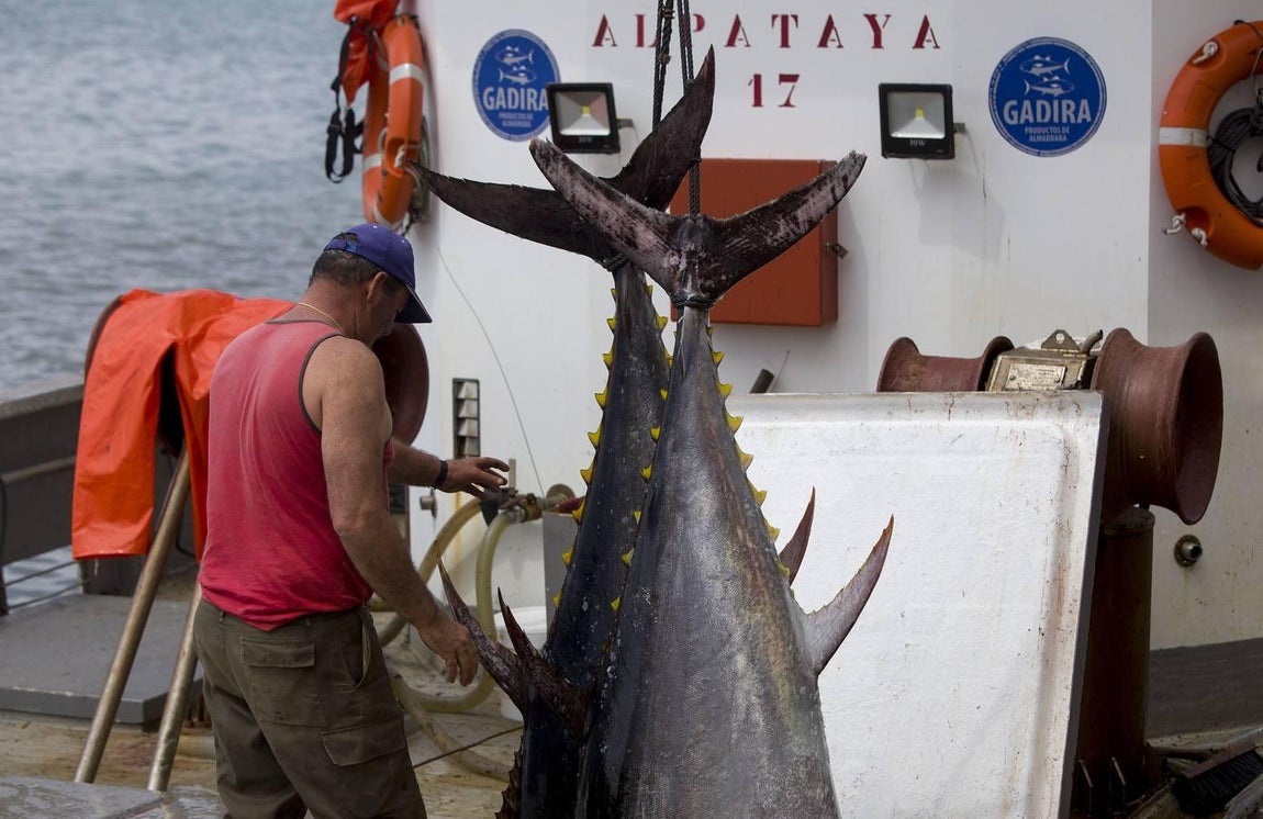 Primera &#039;levantá&#039; del atún en Barbate