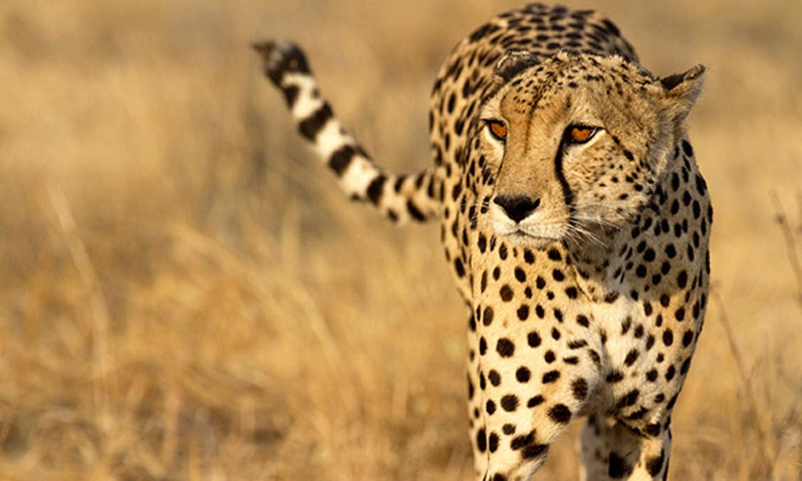 Para las madres aventureras. Haz que prepare las maletas y sorprende a tu madre con un viaje inolvidable. ¿Por qué no hacer un safari o invitarle a perder en una playa paradisíaca? En Nuba ofrecen rutas personalizadas en función de los gustos y presupuestos de cada uno. Seguro que no lo olvidará (CPV)