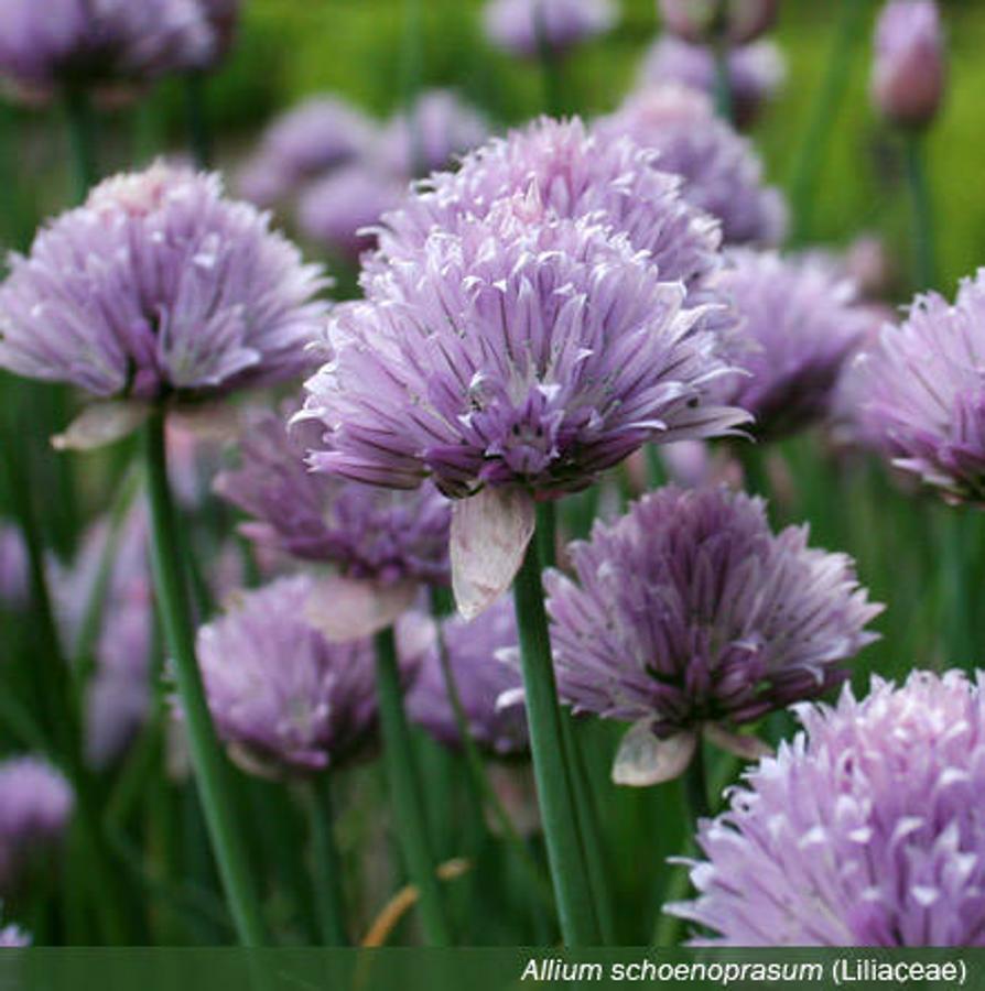 Día Internacional de la Fascinación por las Plantas. El cebollino francés se usa como condimento y se puede encontrar en los prados y roquedos de algunas provincias españolas.