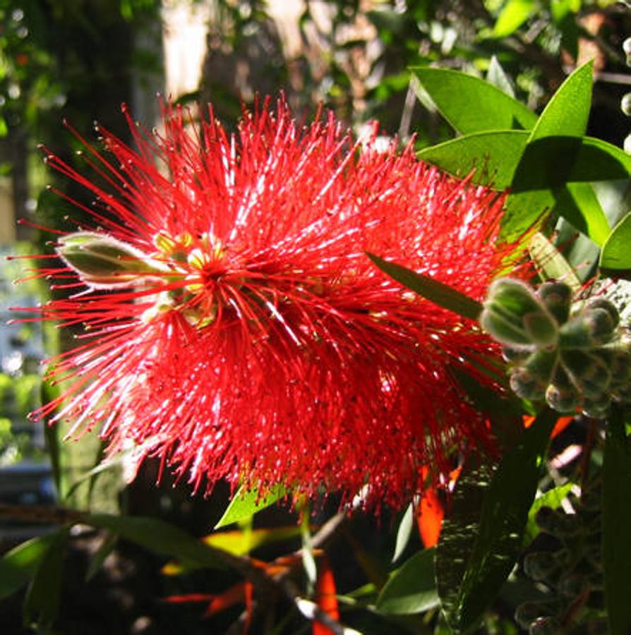 Día Internacional de la Fascinación por las Plantas. El cepillo limpiatubos es un arbusto o arbolillo de hoja perenne de hasta nueve metros de altura procedente de Australia. Sus flores semejan espigas y los estambres, de color rojo o rosa muy vivo, son más largos que los pétalos. Con los estambres atren a los polinizadores, a diferencia de otras plantas, que lo hacen con la corola.