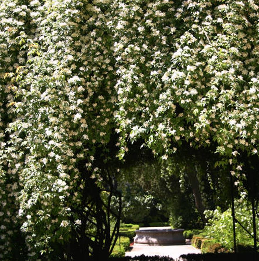 Día Internacional de la Fascinación por las Plantas. El rosal trepador es una especie arbustiva trepadora con largos, finos y verdes tallos que necesitan de un soporte para mantenerse erguidos. Las flores son blanco amarillentas, pequeñas y forman racimos.