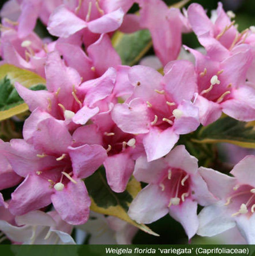 Día Internacional de la Fascinación por las Plantas. La veigela es un arbusto de hoja caduca y forma redondeada que alcanza hasta los tres metros. Tiene flores de color rosa que se agrupan en la región terminal de las ramas, venciéndolas por el peso.