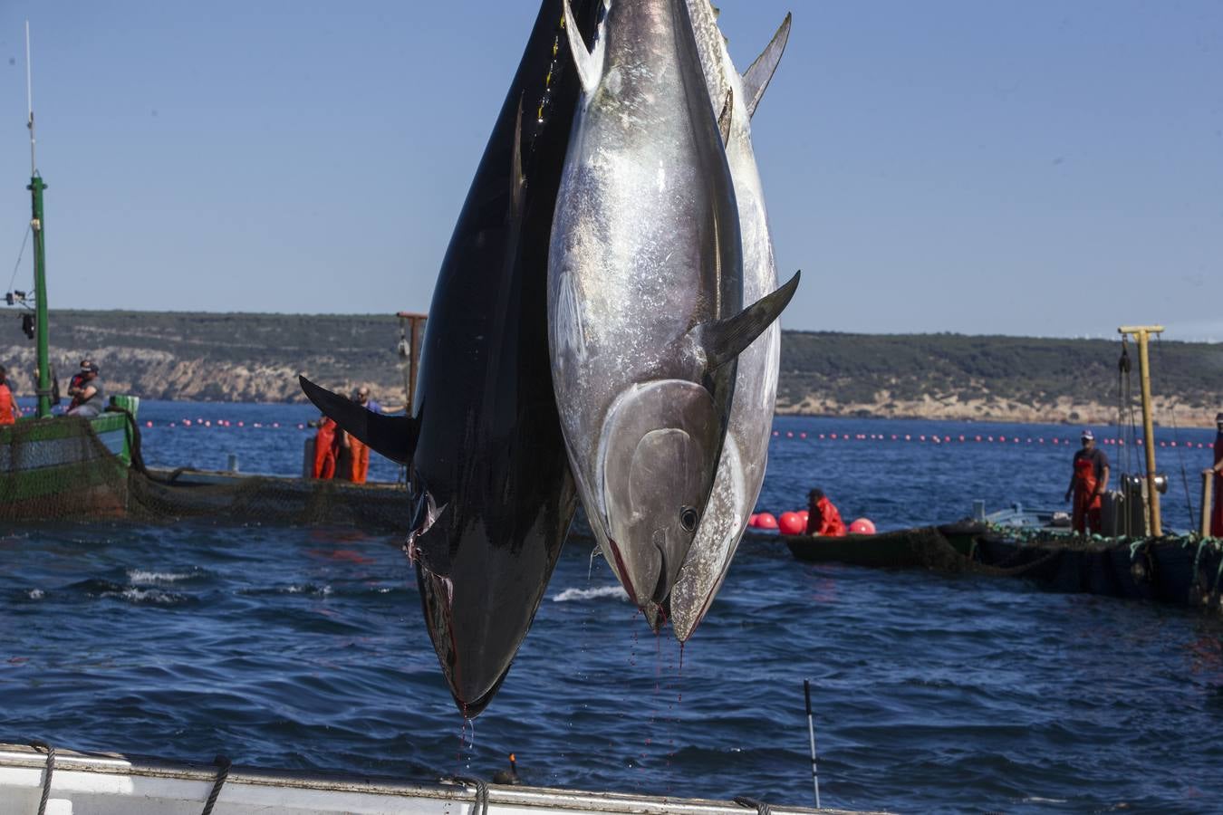 FOTOS: Espectacular levantá en la almadraba de Barbate